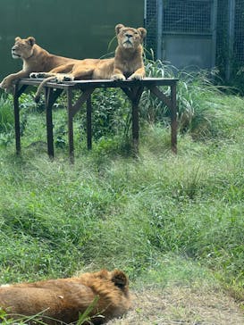 伊豆アニマルキングダムに投稿された画像（2023/9/25）