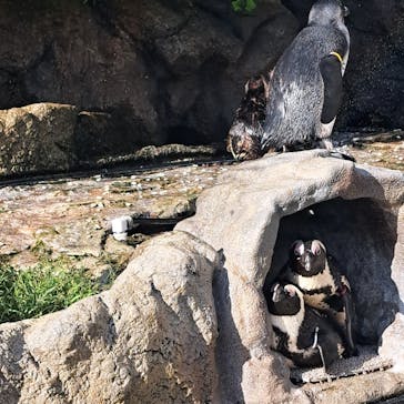 サンシャイン水族館に投稿された画像（2023/9/25）