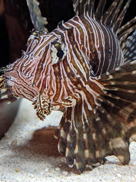 横浜開運水族館 フォーチュンアクアリウムに投稿された画像（2023/9/25）