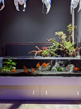 横浜開運水族館 フォーチュンアクアリウムに投稿された画像（2023/9/25）