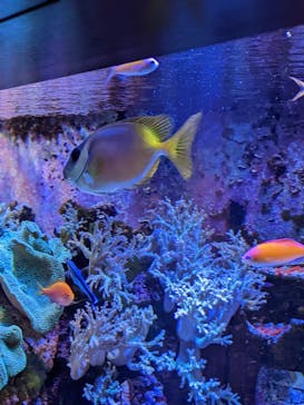 横浜開運水族館 フォーチュンアクアリウムに投稿された画像（2023/9/25）