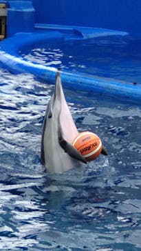 大分マリーンパレス水族館 「うみたまご」に投稿された画像（2023/9/25）