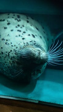 大分マリーンパレス水族館 「うみたまご」に投稿された画像（2023/9/25）