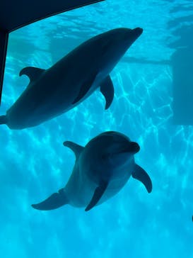 名古屋港水族館に投稿された画像（2023/9/25）