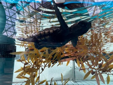 名古屋港水族館に投稿された画像（2023/9/25）