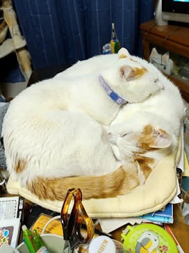 サンシャイン60展望台に投稿された画像（2023/9/25）