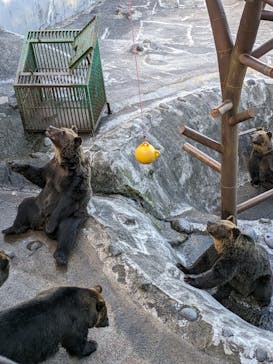 のぼりべつクマ牧場に投稿された画像（2023/9/22）