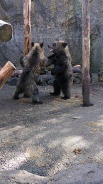のぼりべつクマ牧場に投稿された画像（2023/9/22）