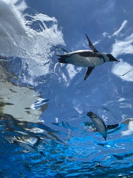サンシャイン水族館に投稿された画像（2023/9/25）