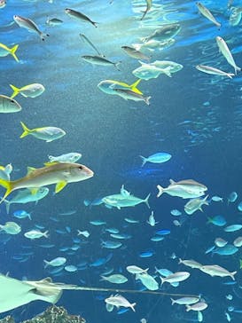 サンシャイン水族館に投稿された画像（2023/9/25）