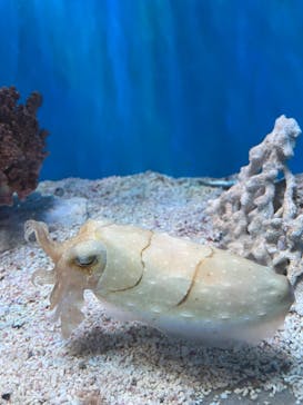 サンシャイン水族館に投稿された画像（2023/9/25）