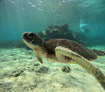 宮古島 ADVENTURE PiPi（ミヤコジマ アドベンチャー ピピ）に投稿された画像（2023/9/25）