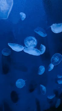 サンシャイン水族館に投稿された画像（2023/9/25）