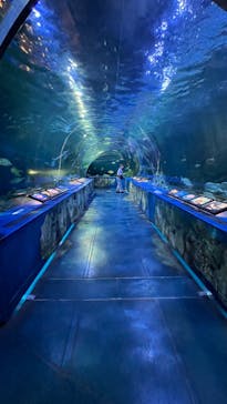 しながわ水族館に投稿された画像（2023/9/25）