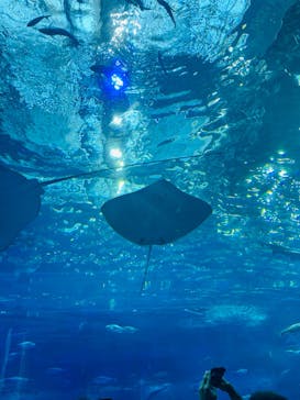 沖縄美ら海水族館に投稿された画像（2023/9/26）