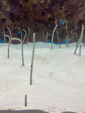 沖縄美ら海水族館に投稿された画像（2023/9/26）