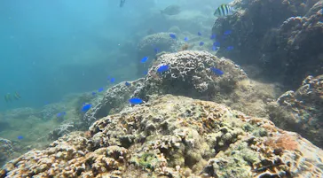 武藤潜水に投稿された画像（2023/9/26）