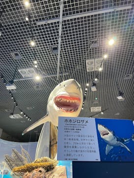 特別展「海　―生命のみなもと―」（国立科学博物館）に投稿された画像（2023/9/26）