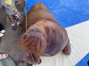 大分マリーンパレス水族館 「うみたまご」に投稿された画像（2023/9/26）