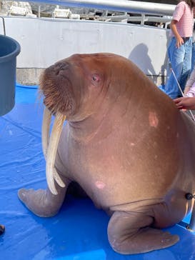 大分マリーンパレス水族館 「うみたまご」に投稿された画像（2023/9/26）