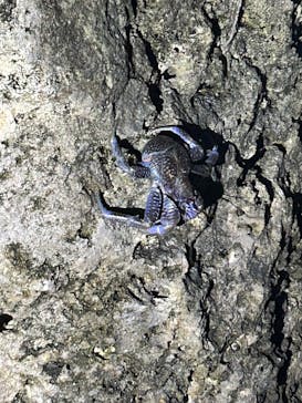 宮古島 ADVENTURE PiPi（ミヤコジマ アドベンチャー ピピ）に投稿された画像（2023/9/26）