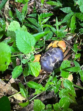 宮古島 ADVENTURE PiPi（ミヤコジマ アドベンチャー ピピ）に投稿された画像（2023/9/26）