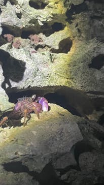 宮古島 ADVENTURE PiPi（ミヤコジマ アドベンチャー ピピ）に投稿された画像（2023/9/26）