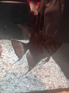 横浜開運水族館 フォーチュンアクアリウムに投稿された画像（2023/9/26）