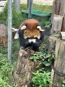 天王寺動物園に投稿された画像（2023/9/26）