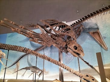 福井県立恐竜博物館に投稿された画像（2023/9/26）