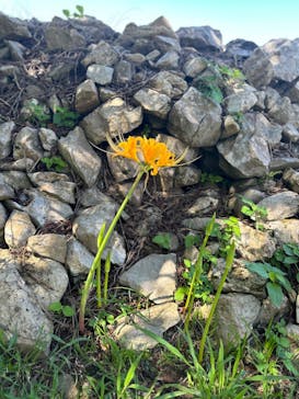 今帰仁城跡に投稿された画像（2023/9/26）