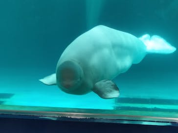 鴨川シーワールドに投稿された画像（2023/9/27）