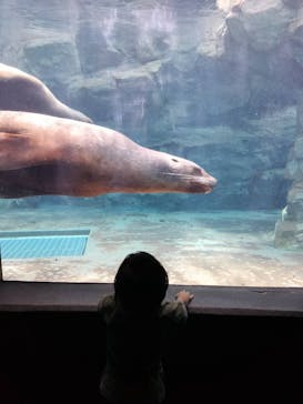 鴨川シーワールドに投稿された画像（2023/9/27）