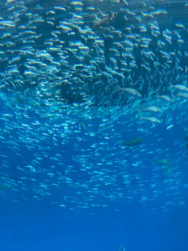横浜・八景島シーパラダイスに投稿された画像（2023/9/27）