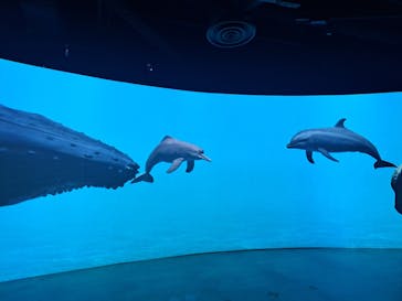 カワスイ 川崎⽔族館に投稿された画像（2023/9/27）