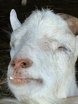 那須サファリパークに投稿された画像（2023/9/27）