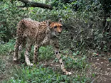 よこはま動物園ズーラシアに投稿された画像（2023/9/27）