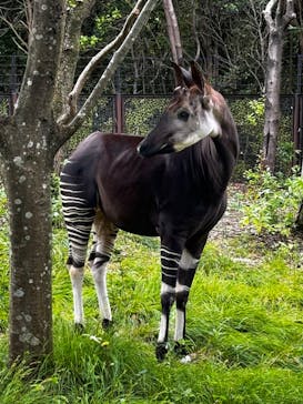 よこはま動物園ズーラシアに投稿された画像（2023/9/27）