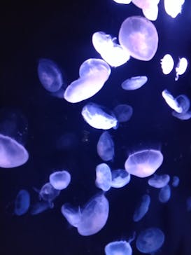 サンシャイン水族館に投稿された画像（2023/9/27）