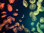 名古屋港水族館に投稿された画像（2023/9/27）