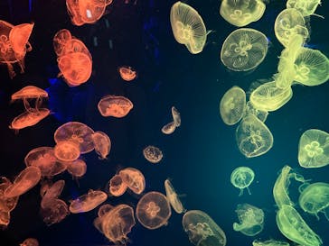 名古屋港水族館に投稿された画像（2023/9/27）