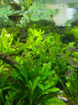 カワスイ 川崎⽔族館に投稿された画像（2023/9/27）