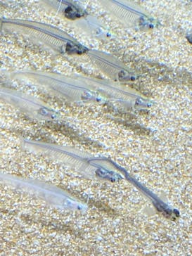 カワスイ 川崎⽔族館に投稿された画像（2023/9/27）