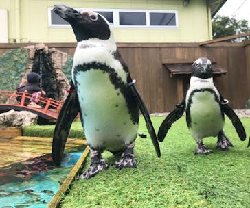 おさるランド＆アニタウン　日光さる軍団劇場に投稿された画像（2023/9/27）