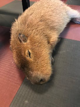 おさるランド＆アニタウン　日光さる軍団劇場に投稿された画像（2023/9/27）