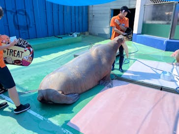 ゼロ距離水族館 伊勢シーパラダイスに投稿された画像（2023/9/27）