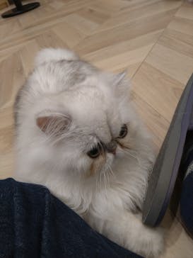 猫カフェモカ　イオンモール水戸内原店に投稿された画像（2023/9/27）