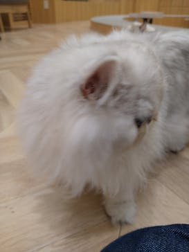 猫カフェモカ　イオンモール水戸内原店に投稿された画像（2023/9/27）