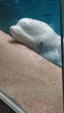 名古屋港水族館に投稿された画像（2023/9/28）