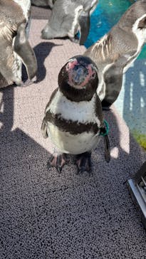 伊豆・三津シーパラダイスに投稿された画像（2023/9/28）